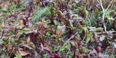 Červené řepa v záhonu