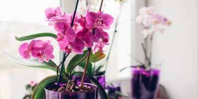 Růžová a bílá orchidej v květináči