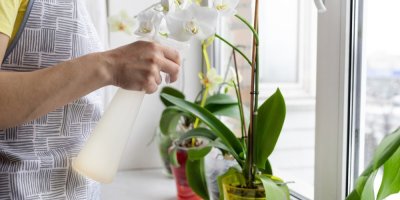Záběr na ruku, která drží rozprašovač na vodu a rosí orchidej na okně
