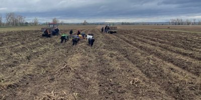 Sklizeň křenu na poli