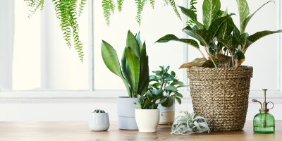Pokojové rostliny u okna