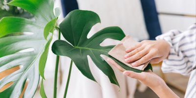 Člověk utírá list rostliny