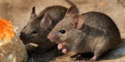 Dvě myši okusují zbytek pečiva