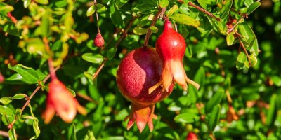 Keř zakrslého granátovníku Nala s plody