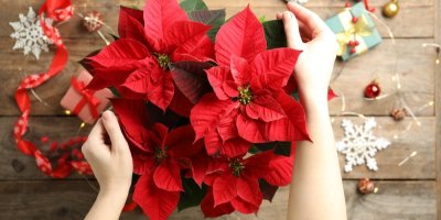 Červená vánoční hvězda