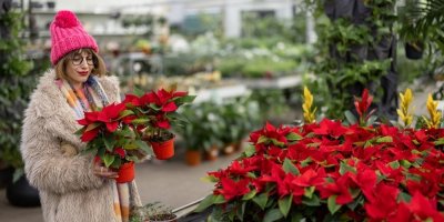 Člověk v zahradnictví vybírá vánoční hvězdu