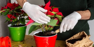 Člověk dává do květináče s vánoční hvězdou substrát
