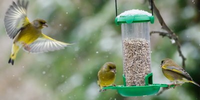 Tři ptáci u podlouhlého, plastového krmítka