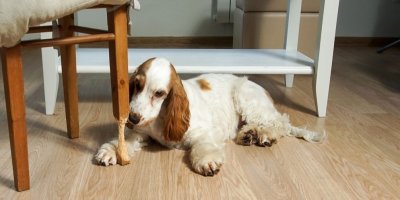 Pes okusuje nohu od židle