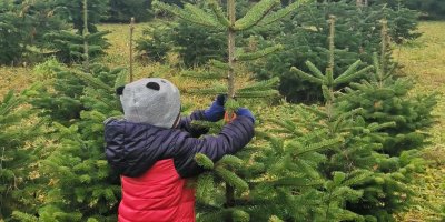 Dítě vybírá stromek