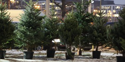 Vánoční stromečky v květináčích