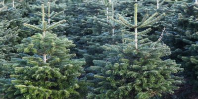 Vánoční stromečky na prodej