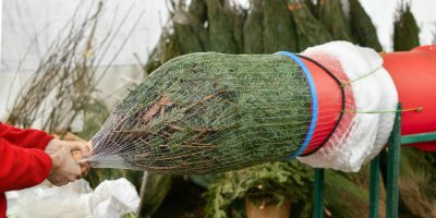 Balení vánočního stromečku