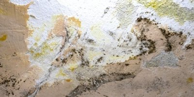 Černá a žlutá plíseň na staré omítce