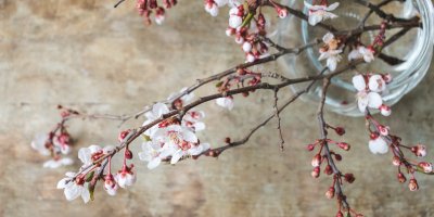 Rozkvetlá třešňová větvička ve váze