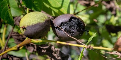 Shnilá slupka napadeného ořechu