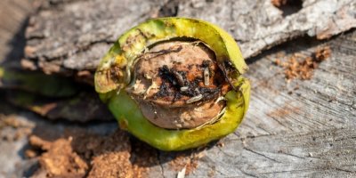 Larvy vrtule ořechové v ořechu