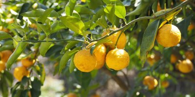 Yuzu na stromě