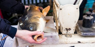 Člověk váží kapra