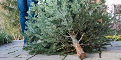 Muž likviduje starý vánoční stromek