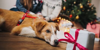 Pes u vánočního stromečku