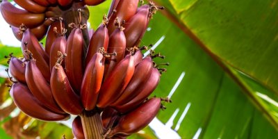 Červené banány na banánovníku