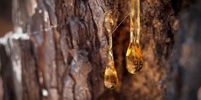 Pryskyřice na stromě