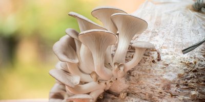 Čerstvá hlíva ústřičná