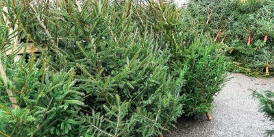 Prodej vánočních stromků