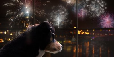 Pes se za oknem dívá na ohňostroj