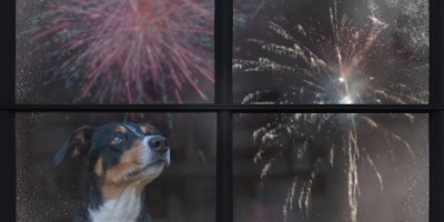 Pes za oknem a ohňostroj