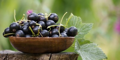 Čerstvý černý rybíz v dřevěné misce