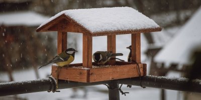 Sýkorky v dřevěném krmítku pokrytém sněhem