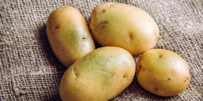 Zelené fleky na bramborách