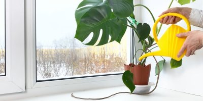 Zalévání pokojové rostliny na okenním parapetu