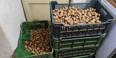 Brambory v bedýnkách