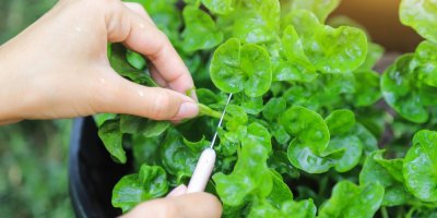 Stříhání zelených listů nůžkami