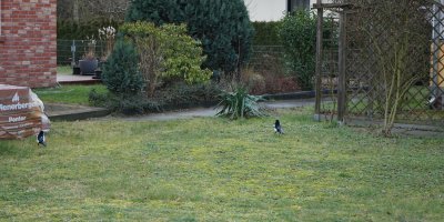 Sýkorky na trávníku