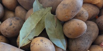 Bobkový list na bramborách