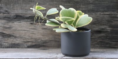 Rostlina v květináči