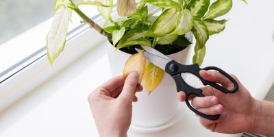 Žena odstřihuje zažloutlé listy pokojové rostliny