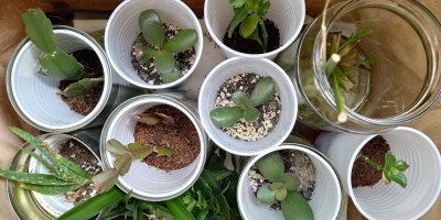 Řízky rostlin v kelímcích