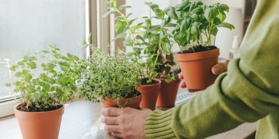 Ženské ruce a bylinky v květináčích na okenním parapetu