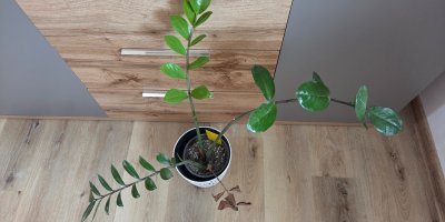 Zamiokulkas v květináči se suchými listy