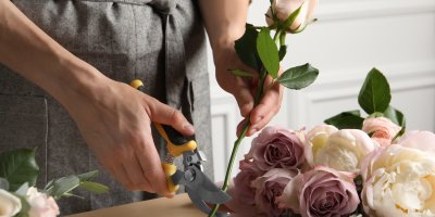 Člověk zastřihává stonek růže