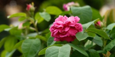 Růže Rose de Resht