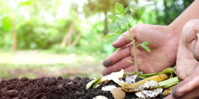 Člověk hnojí záhon skořápkami a dalším bioodpadem