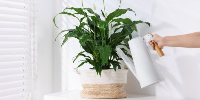 Ruka zalévající lopatkovec v květináči 