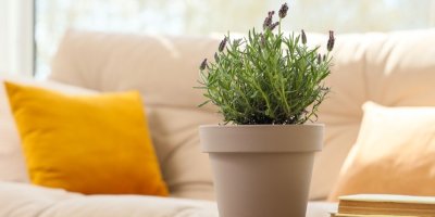 Levandule v květináči v obývacím pokoji