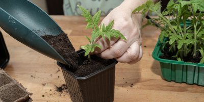 Sázení sazenice rajčete